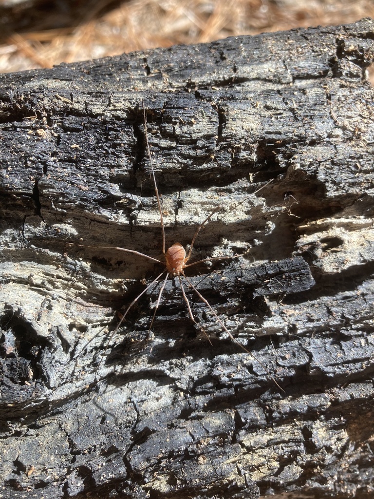 Hadrobunus grandis