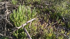 Hornungia procumbens