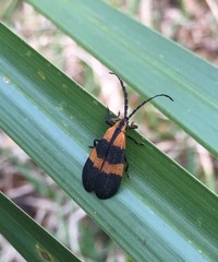 Calopteron discrepans