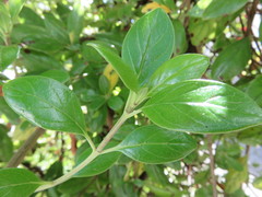 Coprosma petiolata