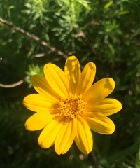 Aspilia pascalioides