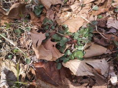 Cardamine douglassii
