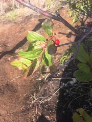 Vaccinium calycinum