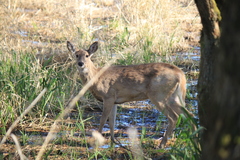 Odocoileus virginianus leucurus
