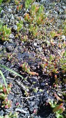 Hornungia procumbens