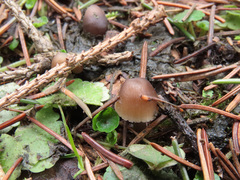 Mycena plumipes
