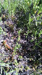 Hornungia procumbens