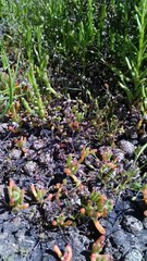 Hornungia procumbens
