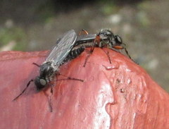 Bibio xanthopus