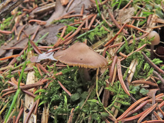 Mycena plumipes