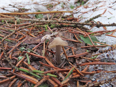 Mycena plumipes