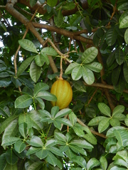Pachira