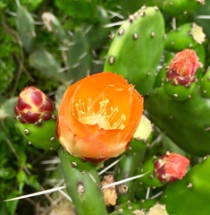 Opuntia rioplatense