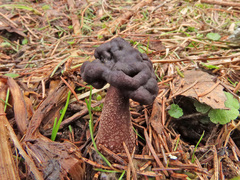 Gyromitra longipes