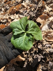 Trillium rugelii