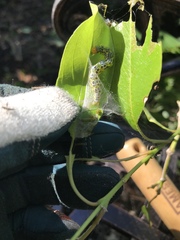 Epicorsia oedipodalis