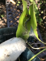 Epicorsia oedipodalis