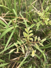 Indigofera suffruticosa