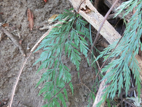 Asplenium shuttleworthianum observed 2016-03-31