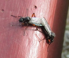 Bibio xanthopus