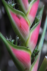 Heliconia wagneriana image