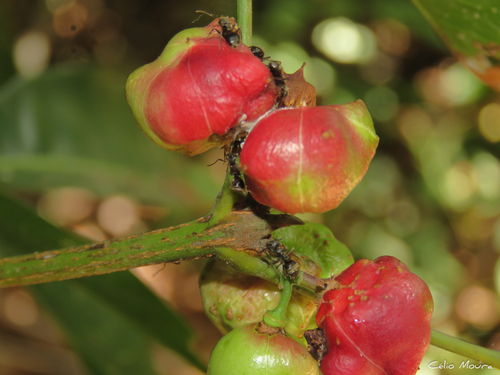 Protium heptaphyllum (Aubl.) Marchand