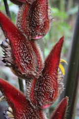 Heliconia vellerigera image