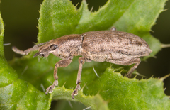 Tanymecus palliatus
