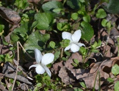 Viola alba
