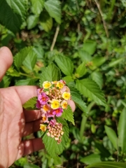 Lantana camara image