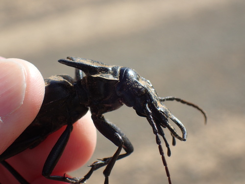 Tyrant Ground Beetle photo 4