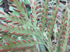 Asplenium haurakiense