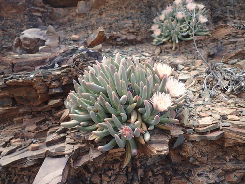 Image of Cylindrophyllum tugwelliae by (c) Mahomed Desai, some rights reserved (CC BY)