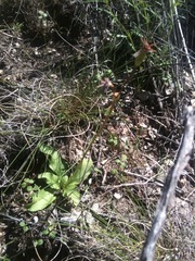 Primula meadia