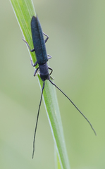 Theophilea subcylindricollis