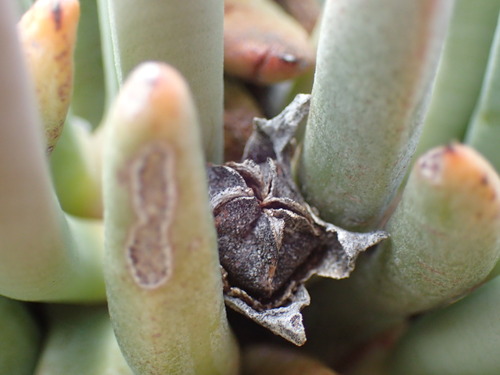 Image of Cylindrophyllum tugwelliae by (c) Mahomed Desai, some rights reserved (CC BY)