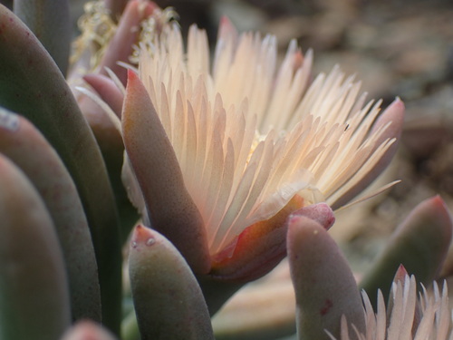 Image of Cylindrophyllum tugwelliae by (c) Mahomed Desai, some rights reserved (CC BY)