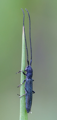 Theophilea subcylindricollis