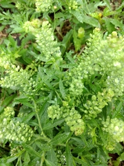 Lepidium austrinum