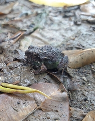 Engystomops pustulatus