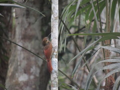 Dendrocolaptes sanctithomae