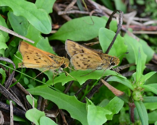 Fiery Skipper, photo 7 of 8