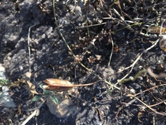 Calochortus catalinae