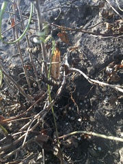 Calochortus catalinae