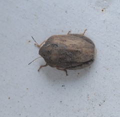 Eurygaster austriaca