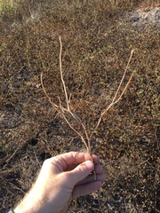 Calochortus catalinae