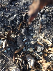 Calochortus catalinae