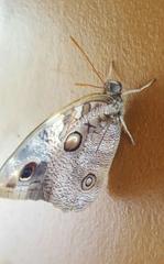 Opsiphanes tamarindi tamarindi