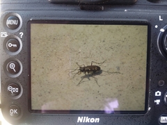 Cicindela gemmata