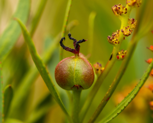 Colliguaja salicifolia, photograph 1